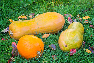 Image showing Pumpkins  on the green grass.