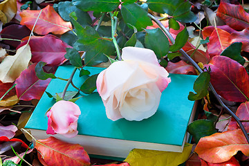 Image showing Beautiful white rose and the book among the yellow autumn leaves