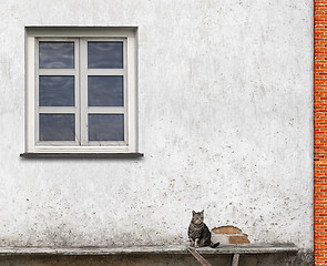 Image showing cat sitting on the bench