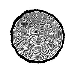 Image showing Rings of a tree with cracks.