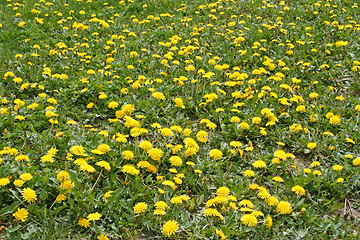 Image showing Lots of flowering dandelions