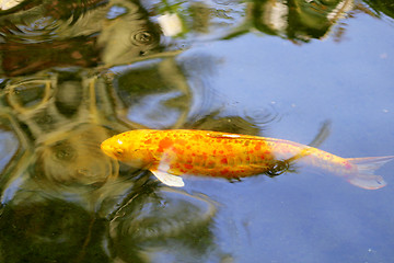 Image showing colorful carp