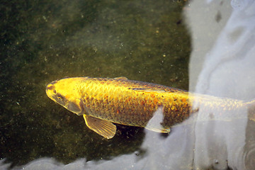 Image showing colorful carp