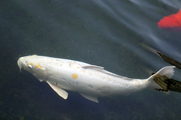 Image showing colorful carp