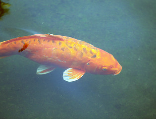 Image showing colorful carp