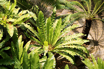 Image showing Tropical plants