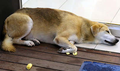Image showing red dog