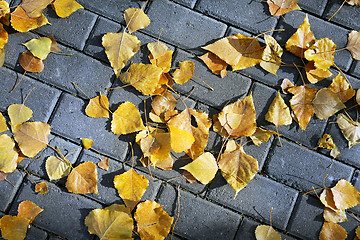 Image showing yellow leaves