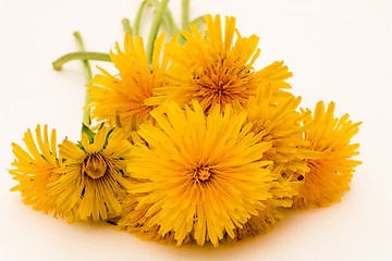 Image showing         Yellow flowers