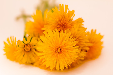 Image showing         Yellow flowers