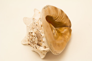 Image showing   sea shell