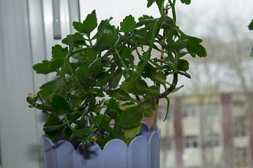 Image showing Potted flowers