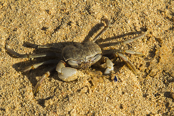 Image showing small crab.
