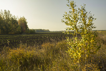 Image showing autumn sketches.