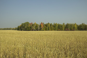 Image showing autumn sketches.