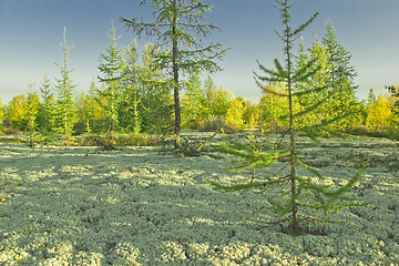 Image showing   Landscapes of the Far North