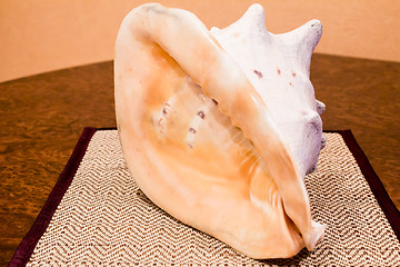 Image showing   sea shell