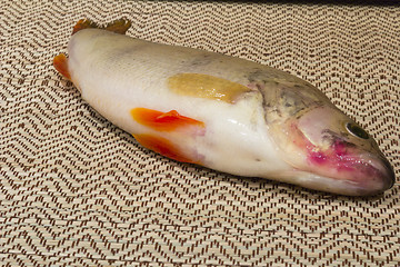 Image showing  fish perch.
