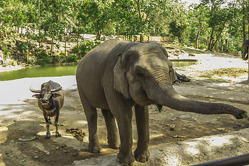 Image showing Tailand.Pattayya.Zoopark