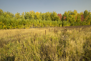 Image showing autumn sketches.