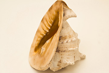 Image showing   sea shell