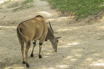 Image showing Tailand.Pattayya.Zoopark