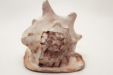 Image showing   sea shell