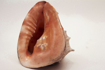 Image showing   sea shell