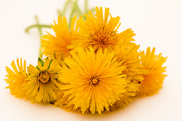 Image showing Yellow flowers