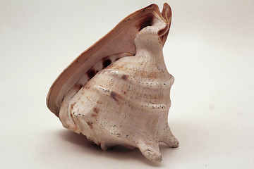 Image showing   sea shell