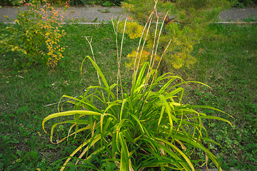 Image showing autumn sketches.