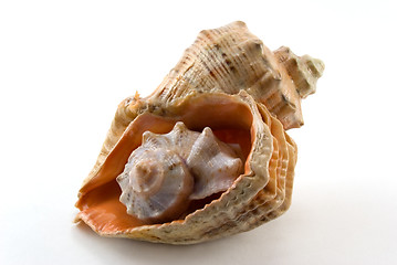 Image showing Sea shell