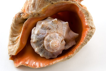 Image showing Sea shell 2