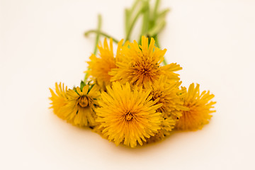 Image showing         Yellow flowers