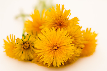 Image showing         Yellow flowers