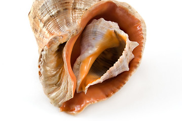 Image showing Sea shell 3