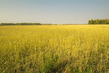 Image showing autumn sketches.