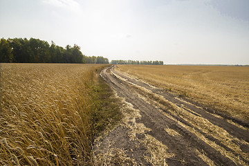 Image showing autumn sketches.