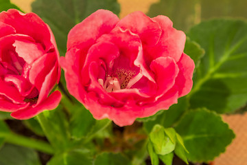 Image showing  flower rose