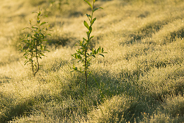 Image showing   summer landscape