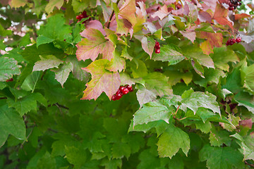 Image showing autumn sketches.