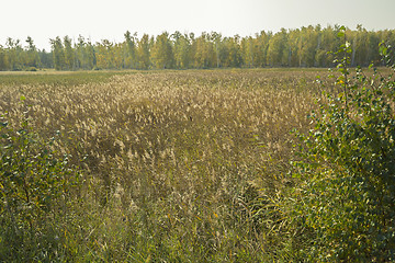 Image showing autumn sketches.