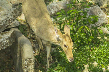 Image showing Tailand.Pattayya.Zoopark