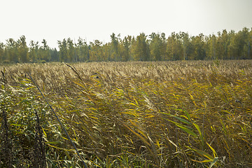 Image showing autumn sketches.