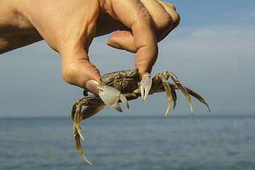 Image showing small crab.