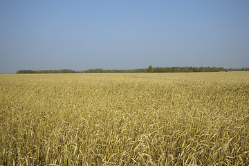 Image showing autumn sketches.