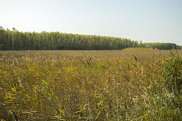 Image showing autumn sketches.