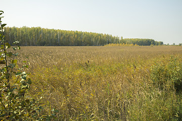 Image showing autumn sketches.