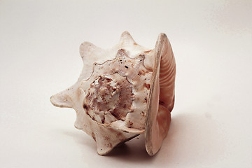 Image showing   sea shell