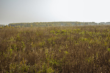 Image showing autumn sketches.